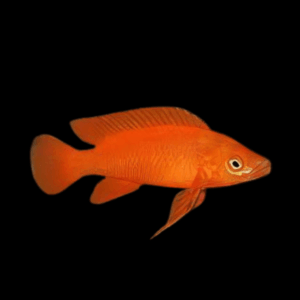 Orange Leleupi Cichlid (4 - 5 Cm)