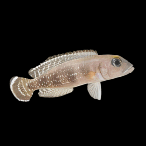 Meeli Cichlid (3,5 - 4 Cm)