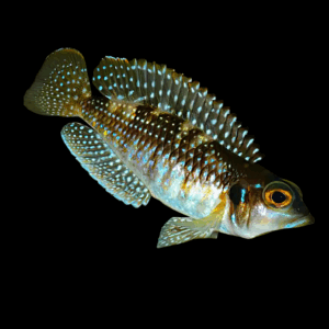 Pearl Cichlid (2,5-3 Cm)