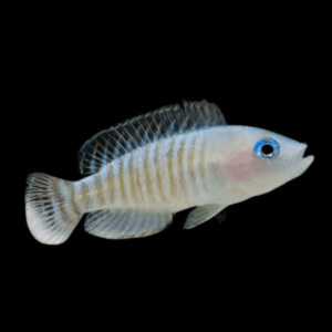Multi Shell Dweller Cichlid (> 4 Cm)