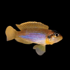 Blue Ocellatus Cichlid (2 - 3 Cm)