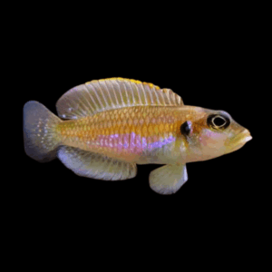Gold Ocellatus Cichlid (2 - 3 Cm)