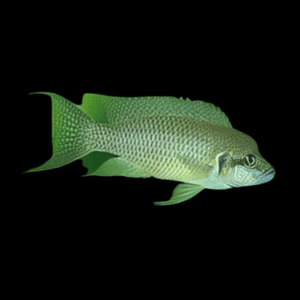 Olive Lamprologus Cichlid (4 - 5 Cm)