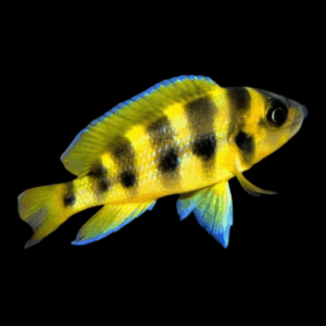 Six-Bar Lamprologus Cichlid (> 5 Cm)