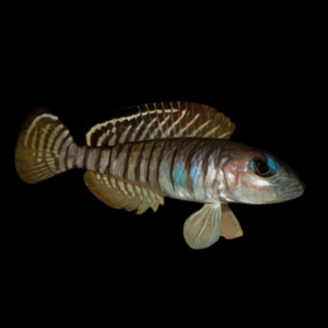 Signatus Shell Dweller Cichlid (2,5-3 Cm)