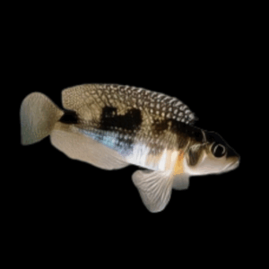 Speciosus Cichlid (2,5 - 3 Cm)