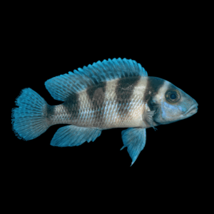 Five-Bar Cichlid (4 - 5 Cm)