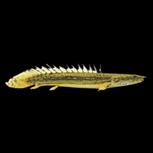 Lapradei Bichir (6 - 10 Cm)