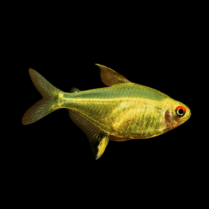 Lemon Tetra (1,5-2 Cm)