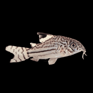 Julli Corydoras (2 - 3 Cm)