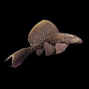 Gibbiceps Sail Fin Pleco (15 - 20 Cm)