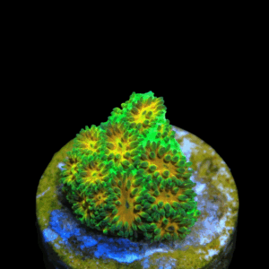 Leptastrea Sp. -Frag  - M