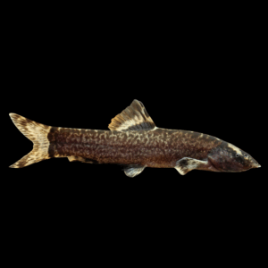 Ladder Loach (5 - 7 Cm)
