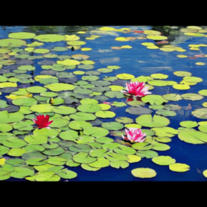 Lily Pads Rhizome Only X 6