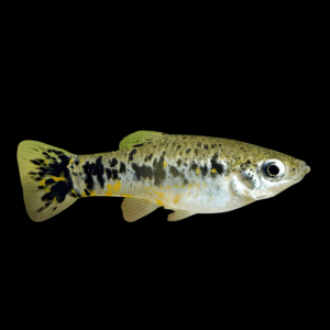 Cuban Limia (3 - 4 Cm)