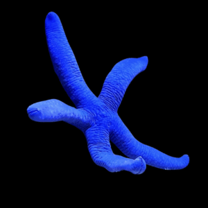 Blue Starfish - M