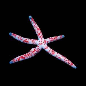 Linckia Multiflora - M