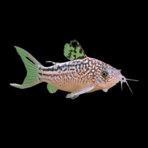 Nannus Corydoras (3 - 3,5 Cm)