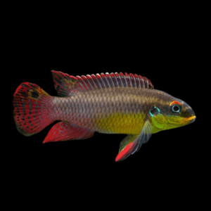 Lobe Kribensis (3 - 4 Cm)