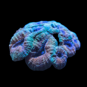 Sp. Frag - LOBOPHYLLIA SP. FRAG
