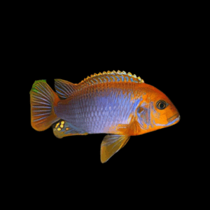 Rusty Cichlid (3 - 4 Cm)