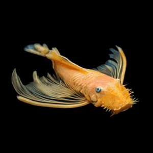 Lemon Blue Eye L144 Bristlenose Pleco Long Fin (3 - 4 Cm)