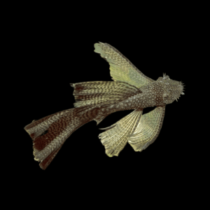 Bristlenose Pleco Long Fin (2,5 - 3 Cm)