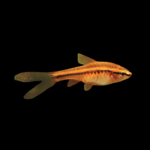 Cherry Barb Long Fin (2,5 - 3 Cm)