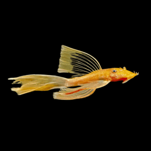 Marigold Bristlenose Pleco Long Fin (2,5 - 3 Cm)