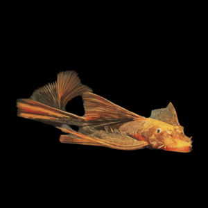 Red And Brown Bristlenose Pleco Long Fin (> 7 Cm)