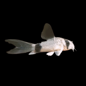 Panda Corydoras Long Fin (2,5 Cm)