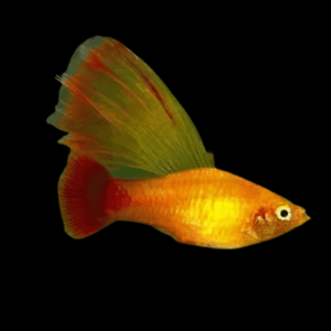 Mickey Mouse Long Fin Platy (2,5 - 3 Cm)
