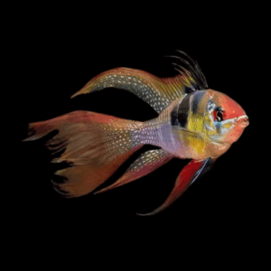 Long Fin Ram Dwarf Cichlid (2,5 - 3 Cm)