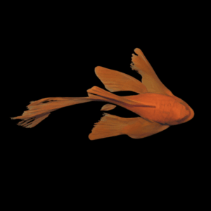 Super Red Bristlenose Pleco Long Fin (2,5 - 3 Cm)