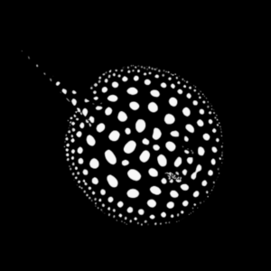 Freshwater Low Grade Black Diamond Polka Dot Stingray Potamotrygon Leopoldi - Female, 20cm