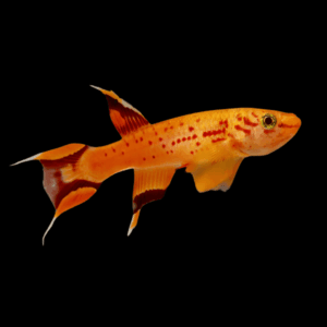 Golden Lyretail Killifish (3 - 4 Cm)