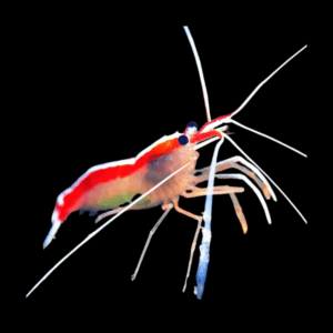 Lysmata Kuekenthali - M