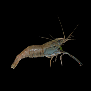 Ring Necked Shrimp (2 - 4 Cm)
