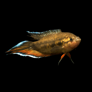 Spike Tail Paradise Fish (4 - 5 Cm)