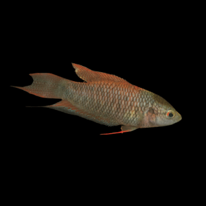 Red Backed Paradise Fish (4 - 5 Cm)