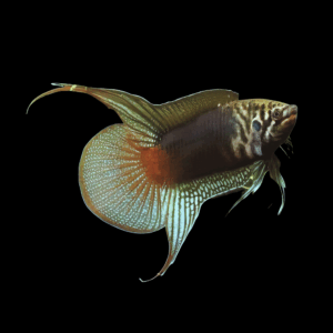 Chinese Paradise Fish (4 - 5Cm)