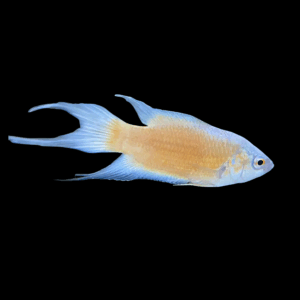 Fire & Ice Paradise Fish (3 - 4 Cm)
