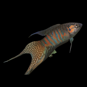 Paradise Fish (> 5,5 Cm)