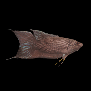 Black Paradise Fish (3 - 4 Cm)
