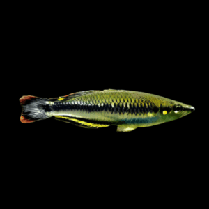 Madagascar Rainbow Fish (2,5 - 3 Cm)
