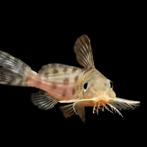 Malawi Squeaker Synodontis Catfish (4 Cm)