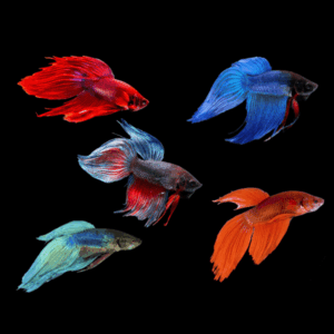 Assorted Veil Tail Male Fighting Fish (3 - 3,5 Cm)
