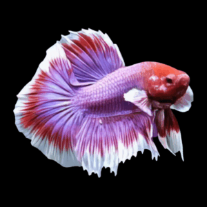 Dumbo Male Betta XL