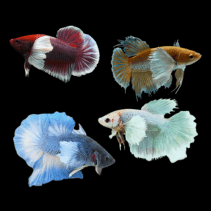 Assorted Plakat Dumbo Male Fighting Fish (Xl)