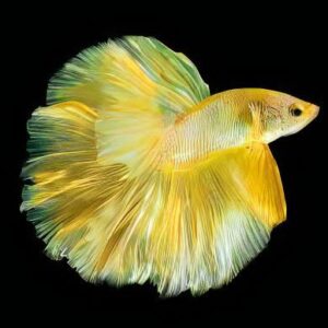Half Moon Butterfly Male Fighting Fish (L)